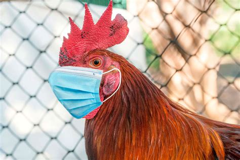 gripe das aves sintomas